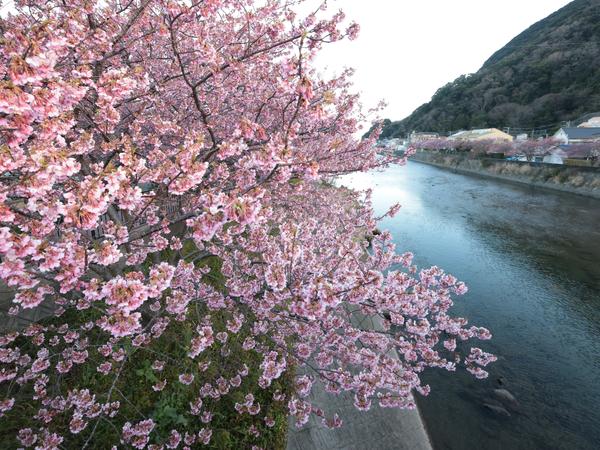 河津桜