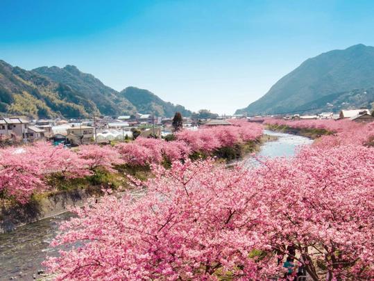 河津川沿い 河津桜
