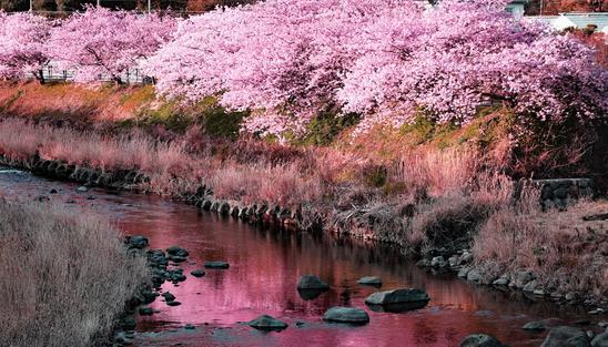 河津川沿い 河津桜