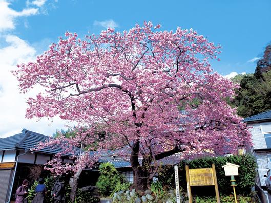 河津川沿い 河津桜