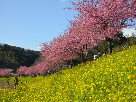 青野川沿い 河津桜と菜の花