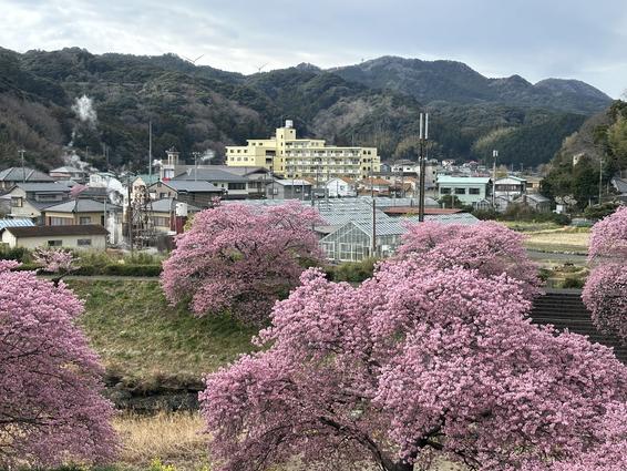 青野川沿い 河津桜