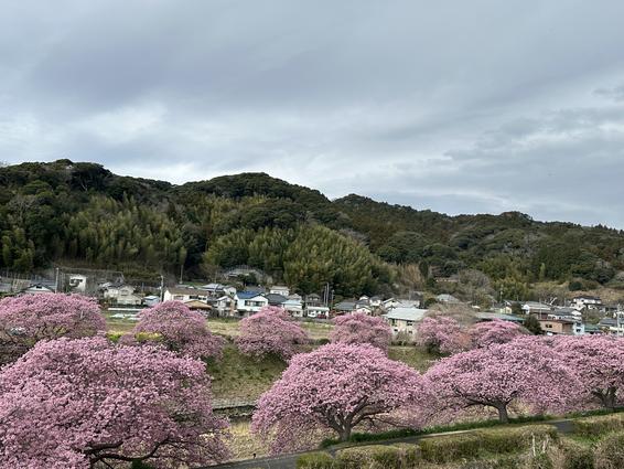 青野川沿い 河津桜