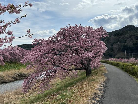 青野川沿い 河津桜