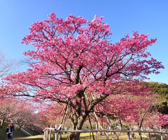 土肥金山 土肥桜