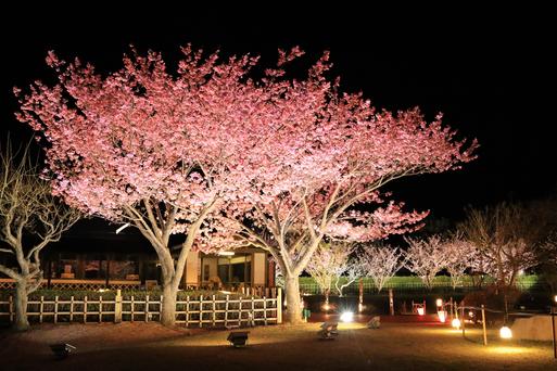 丸山スポーツ公園 土肥桜
