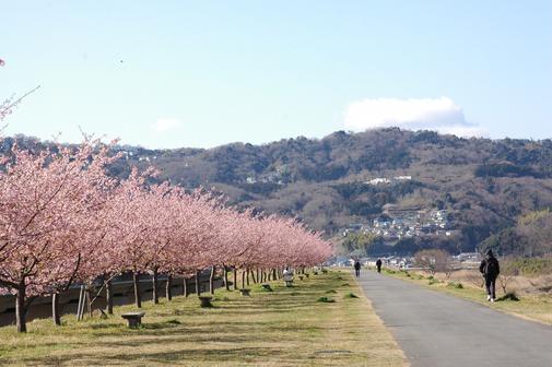 狩野川堤防 河津桜