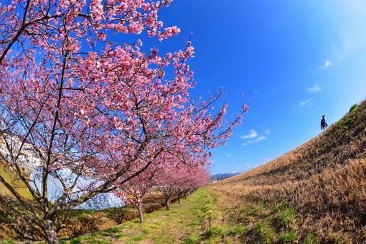 柿沢川沿い 河津桜