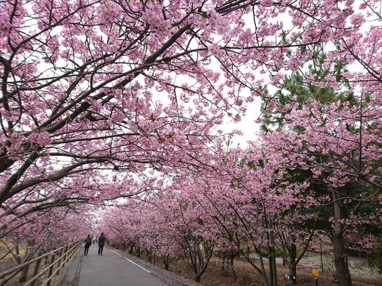 浜岡砂丘白砂公園 河津桜