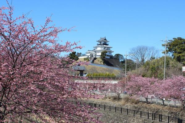 掛川城南側逆川沿い(掛川市)の掛川桜
