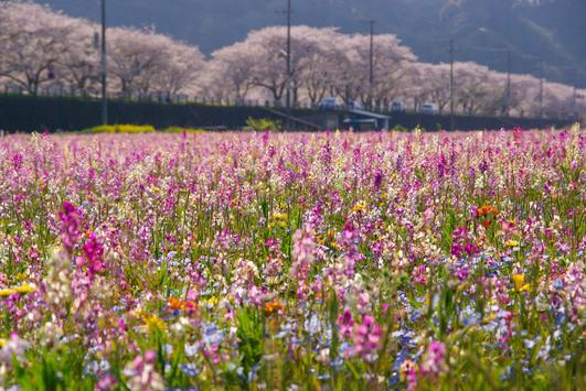 田んぼをつかった花畑
