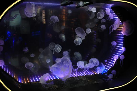 沼津港深海水族館