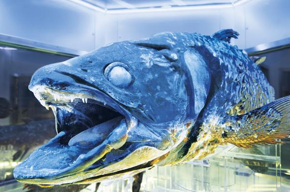 沼津港深海水族館