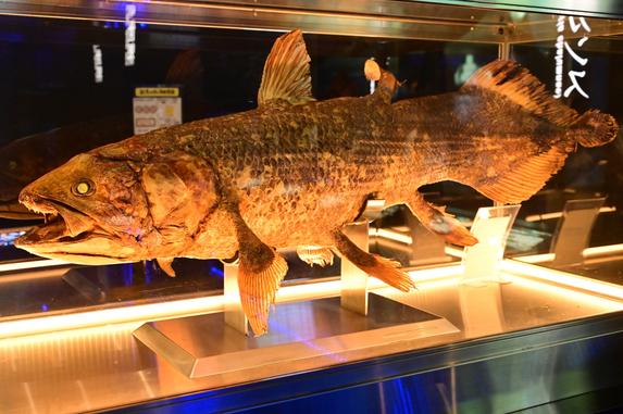 沼津港深海水族館