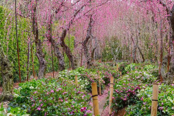 大草山昇竜しだれ梅園