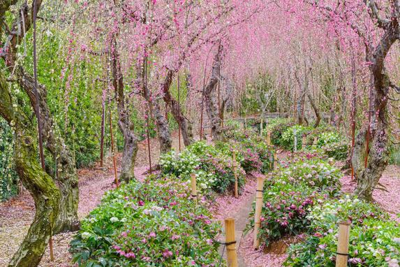 大草山昇竜しだれ梅園