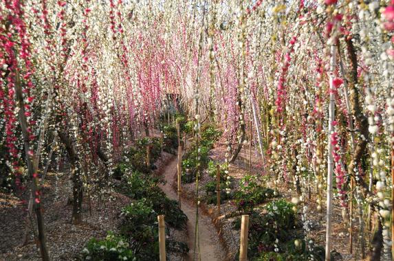 大草山昇竜しだれ梅園