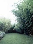富士竹類植物園(竹の資料館)