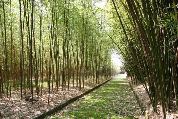 富士竹類植物園（竹の資料館）