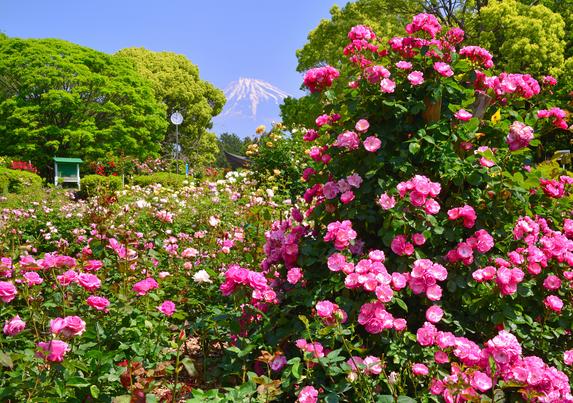 公園の景観
