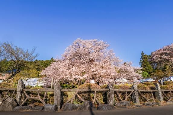 狩宿の下馬桜と井出館