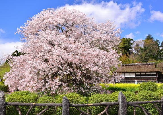 狩宿の下馬桜と井出館