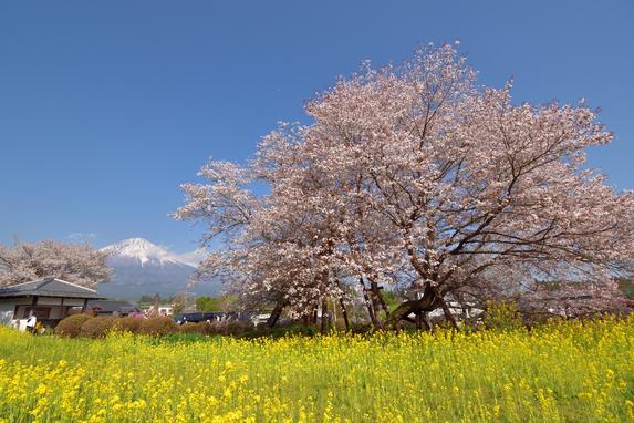 狩宿の下馬桜と井出館