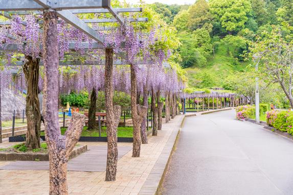 蓮華寺池公園
