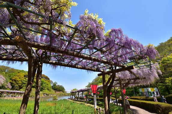蓮華寺池公園