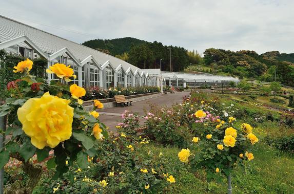 島田市ばらの丘公園