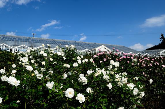 島田市ばらの丘公園