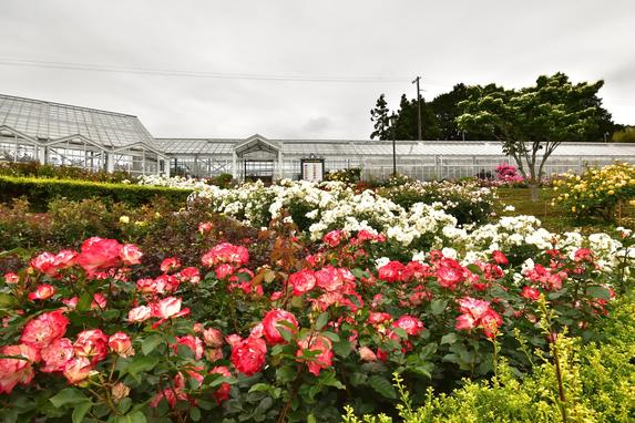島田市ばらの丘公園