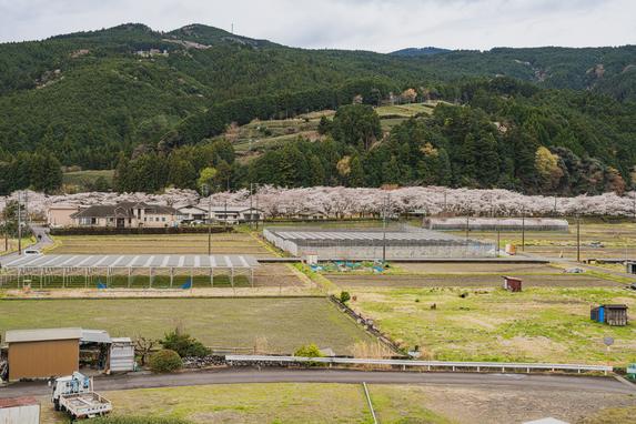 天王山公園