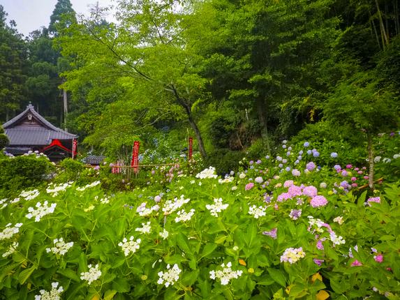 極楽寺(あじさい寺)