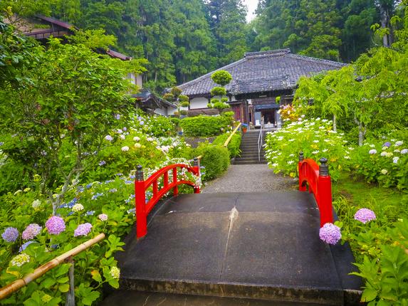 極楽寺(あじさい寺)