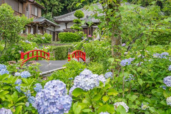 極楽寺(あじさい寺)