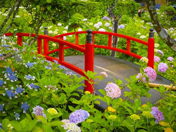 極楽寺(あじさい寺)
