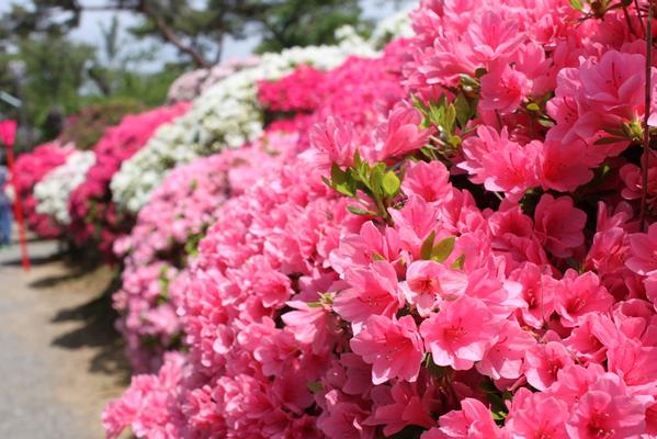 つつじ公園