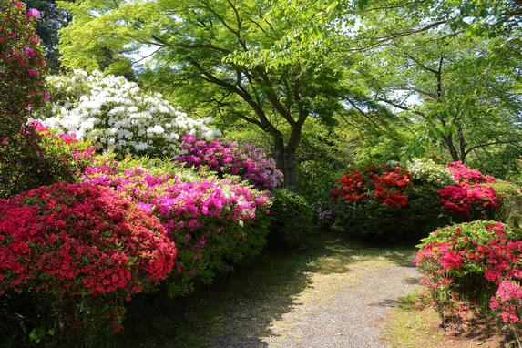 つつじ公園