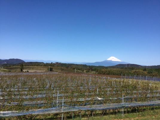 お天気が良ければ富士山も望める