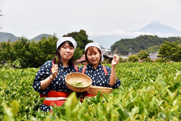 お茶摘み体験