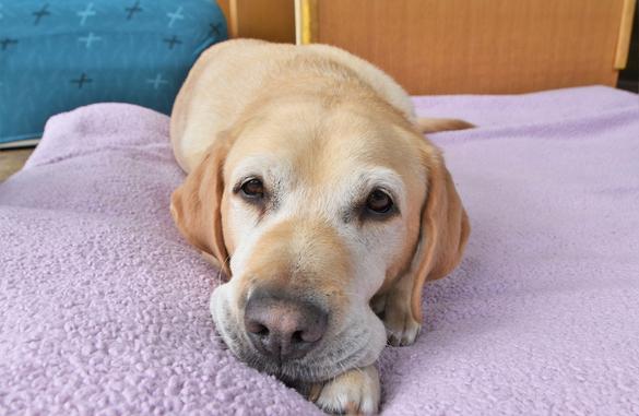 盲導犬を引退した犬が生活している引退犬棟の様子を見ることができます。(犬の体調によっては見学できない場合もあります。)