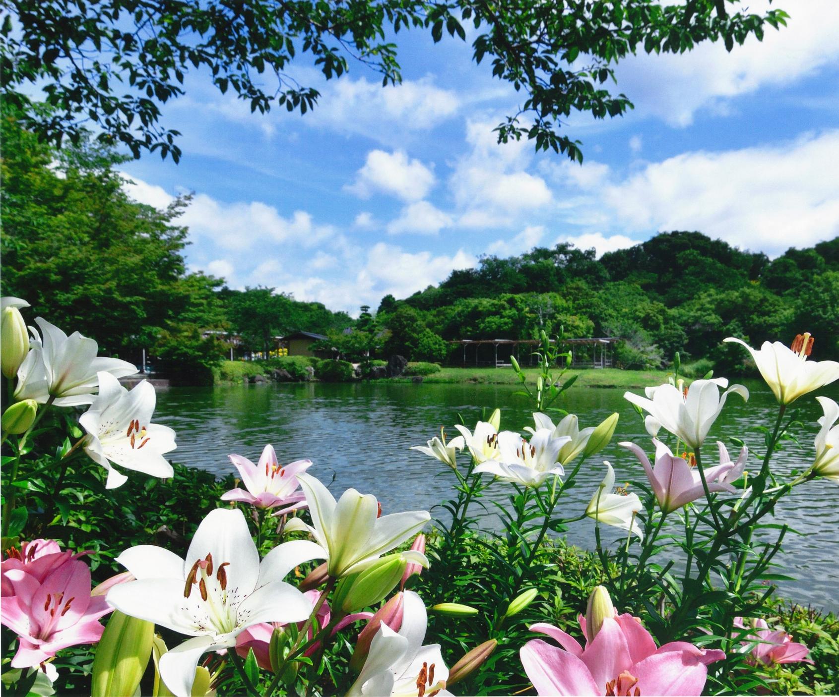 可 睡 ゆり の 園