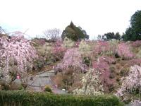 花庭園