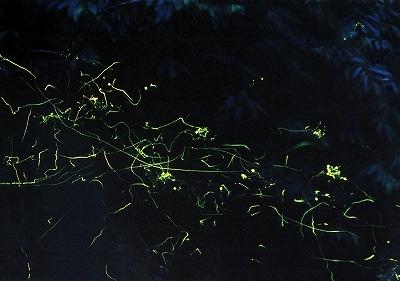 6月上旬に幻想的な光の舞が堪能できます。※菊川市は「ホタル保護条例」を定めています。ホタルやその幼虫、カワニナを捕獲することは禁止されています。