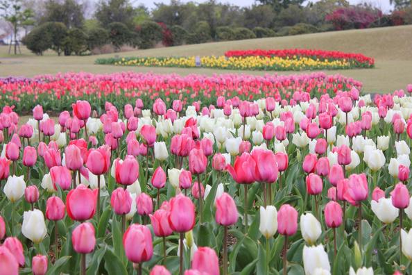県営吉田公園