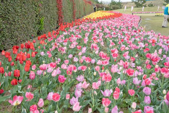 県営吉田公園