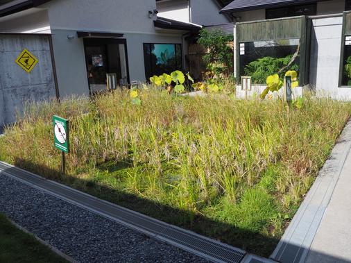 体感型カエル館KawaZoo