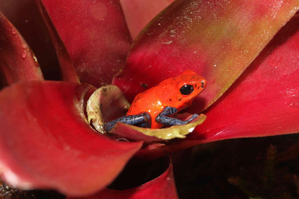 写真:ジュウジメドクアマガエル皮膚から白乳色の毒を分泌するカエル、体が透けていて内臓が見えるカエルなど、珍しい種類を多数展示。