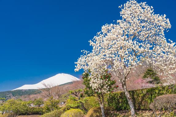冨士霊園